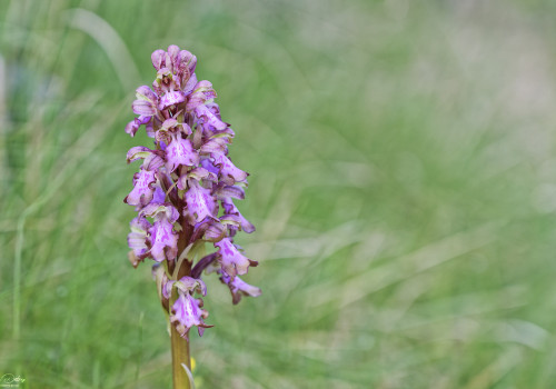 himantoglossum robertianum 11 dxo himantoglossum robertianum 11 dxo