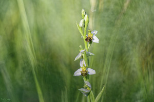 ophrys apifera 12 dxo ophrys apifera 12 dxo