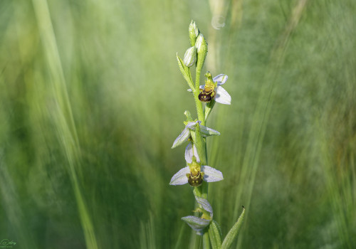 ophrys apifera 12 dxo ophrys apifera 12 dxo