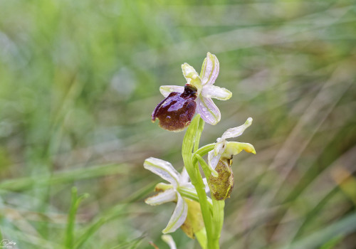 ophrys arachnitiformis 11 dxo ophrys arachnitiformis 11 dxo