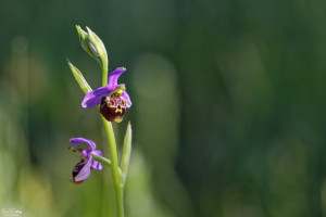 ophrys fuciflora subsp. demangei 10 dxo ophrys fuciflora subsp. demangei 10 dxo