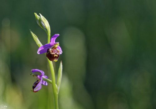 ophrys fuciflora subsp. demangei 10 dxo ophrys fuciflora subsp. demangei 10 dxo