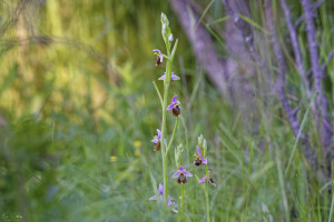 ophrys fuciflora subsp. souchei0 dxo 2048 ophrys fuciflora subsp. souchei0 dxo 2048