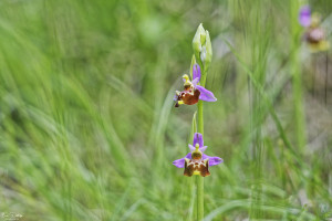 ophrys fuciflora subsp. souchei 10 dxo ophrys fuciflora subsp. souchei 10 dxo