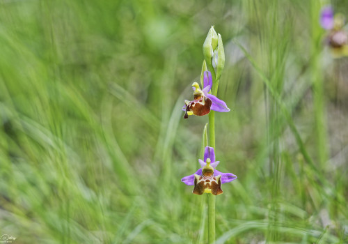 ophrys fuciflora subsp. souchei 10 dxo ophrys fuciflora subsp. souchei 10 dxo
