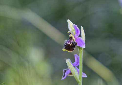 ophrys fuciflora subsp. souchei 28 dxo ophrys fuciflora subsp. souchei 28 dxo