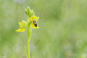 ophrys lutea 10 dxo ophrys lutea 10 dxo