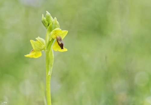 ophrys lutea 10 dxo ophrys lutea 10 dxo