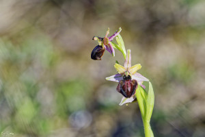 ophrys passionis 12 dxo ophrys passionis 12 dxo