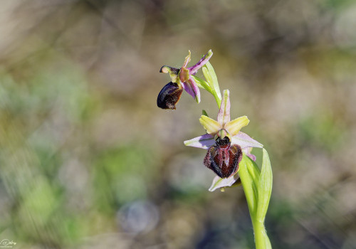 ophrys passionis 12 dxo ophrys passionis 12 dxo