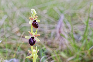 ophrys passionis 16 dxo ophrys passionis 16 dxo