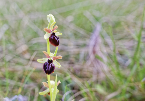 ophrys passionis 16 dxo ophrys passionis 16 dxo