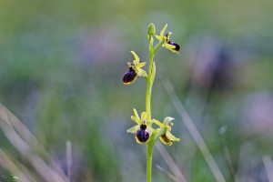 ophrys passionis 19 dxo ophrys passionis 19 dxo