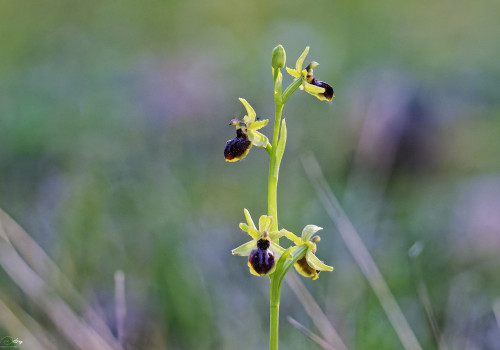 ophrys passionis 19 dxo ophrys passionis 19 dxo
