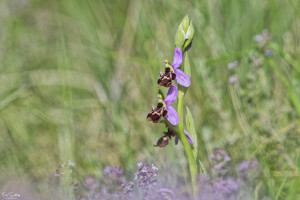 ophrys vetula 10 dxo ophrys vetula 10 dxo