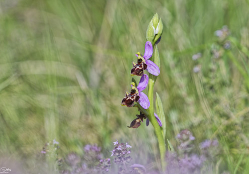 ophrys vetula 10 dxo ophrys vetula 10 dxo