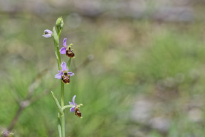ophrys vetula 15 dxo ophrys vetula 15 dxo