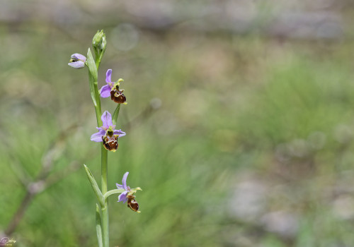 ophrys vetula 15 dxo ophrys vetula 15 dxo