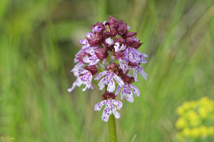 orchis purpurea 10 dxo orchis purpurea 10 dxo