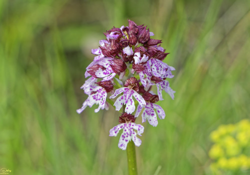 orchis purpurea 10 dxo orchis purpurea 10 dxo
