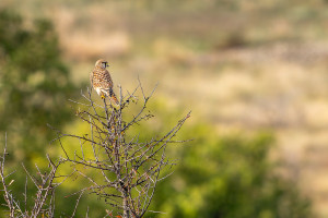 falco tinnunculus faucon crecerelle femelle falco tinnunculus faucon crecerelle femelle