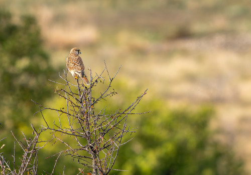 falco tinnunculus faucon crecerelle femelle falco tinnunculus faucon crecerelle femelle