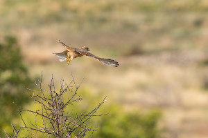 falco tinnunculus faucon crecerelle femelle falco tinnunculus faucon crecerelle femelle