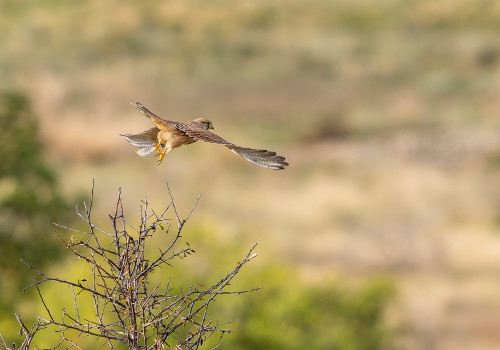 falco tinnunculus faucon crecerelle femelle falco tinnunculus faucon crecerelle femelle