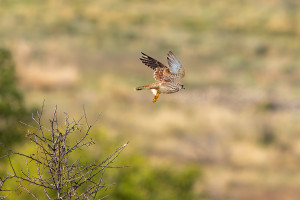 falco tinnunculus faucon crecerelle femelle falco tinnunculus faucon crecerelle femelle