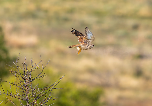 falco tinnunculus faucon crecerelle femelle falco tinnunculus faucon crecerelle femelle