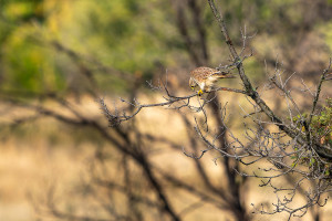 falco tinnunculus faucon crecerelle femelle falco tinnunculus faucon crecerelle femelle