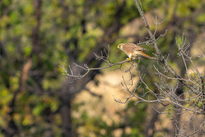 falco tinnunculus faucon crecerelle femelle falco tinnunculus faucon crecerelle femelle