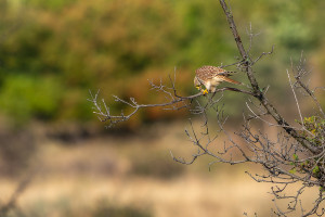 falco tinnunculus faucon crecerelle femelle falco tinnunculus faucon crecerelle femelle