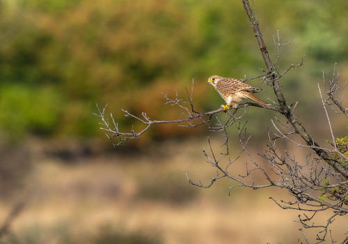 falco tinnunculus faucon crecerelle femelle falco tinnunculus faucon crecerelle femelle