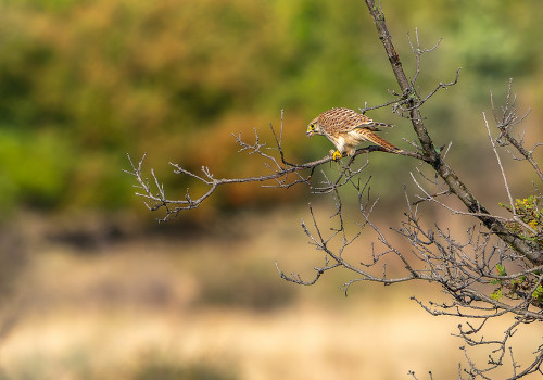 falco tinnunculus faucon crecerelle femelle falco tinnunculus faucon crecerelle femelle