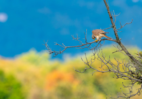 falco tinnunculus faucon crecerelle femelle falco tinnunculus faucon crecerelle femelle