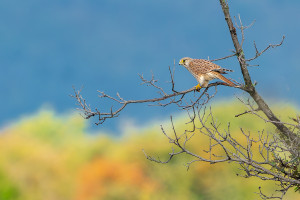 falco tinnunculus faucon crecerelle femelle falco tinnunculus faucon crecerelle femelle
