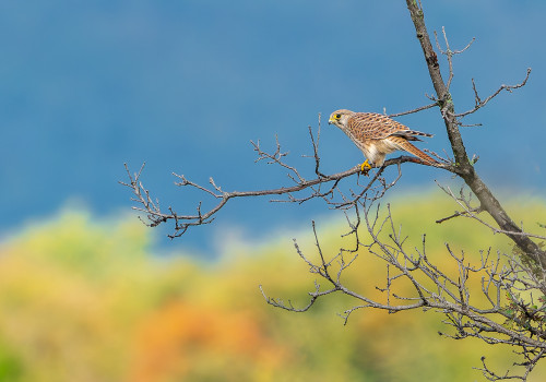 falco tinnunculus faucon crecerelle femelle falco tinnunculus faucon crecerelle femelle