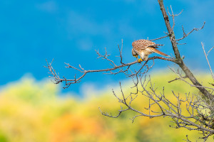 falco tinnunculus faucon crecerelle femelle falco tinnunculus faucon crecerelle femelle