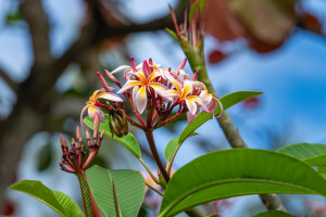 frangipanier frangipanier