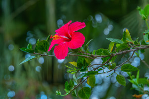 hibiscus fragilis hibiscus fragilis