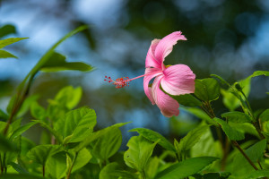hibiscus genevii hibiscus genevii