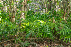 phlebodium sp. phlebodium sp.