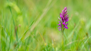 dactylorhiza occitanica nef dxo dactylorhiza occitanica nef dxo