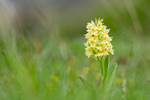 dactylorhiza sambucina forme jaune dactylorhiza sambucina forme jaune
