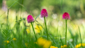 gymnadenia nigra subsp. corneliana gymnadenia nigra subsp. corneliana