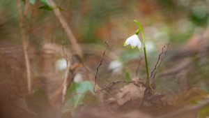 leucojum vernum niveole de printemps leucojum vernum niveole de printemps