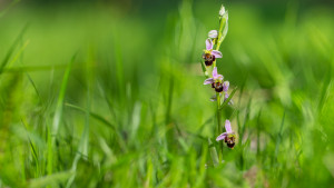 ophrys apifera x fuciflora subsp. fuciflora ophrys apifera x fuciflora subsp. fuciflora