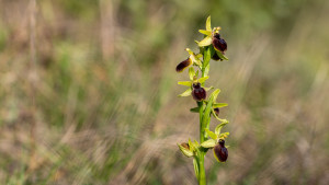 ophrys arachnitiformis ophrys arachnitiformis