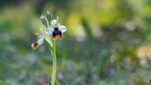 ophrys tenthredinifera subsp. neglecta ophrys tenthredinifera subsp. neglecta